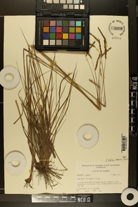 Paspalum plicatulum image