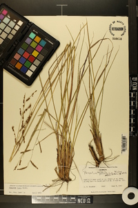 Paspalum plicatulum image