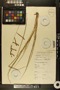 Paspalum plicatulum image