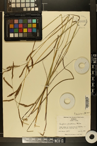 Paspalum plicatulum image