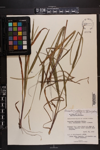 Paspalum setaceum var. ciliatifolium image