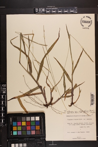 Paspalum setaceum var. ciliatifolium image