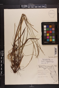 Paspalum setaceum var. ciliatifolium image