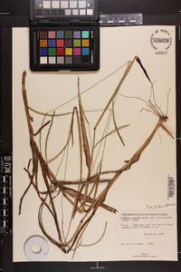 Paspalum setaceum var. ciliatifolium image