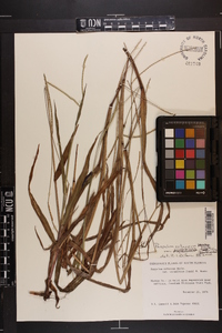 Paspalum setaceum var. ciliatifolium image