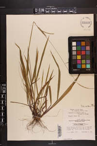 Paspalum setaceum var. ciliatifolium image