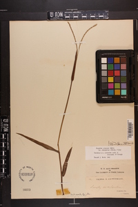 Paspalum setaceum var. ciliatifolium image