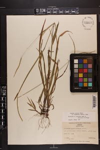 Paspalum setaceum var. ciliatifolium image