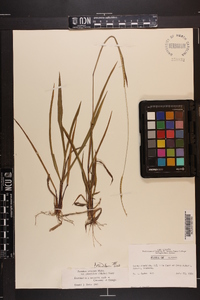 Paspalum setaceum var. ciliatifolium image