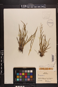 Paspalum setaceum var. ciliatifolium image