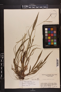 Paspalum setaceum var. ciliatifolium image