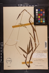 Paspalum setaceum var. muhlenbergii image