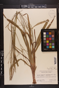 Paspalum setaceum var. muhlenbergii image