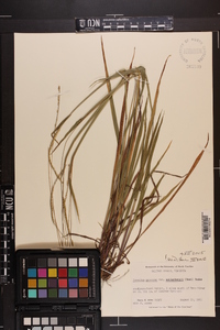 Paspalum setaceum var. muhlenbergii image