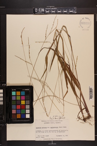 Paspalum setaceum var. muhlenbergii image