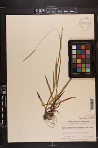 Paspalum setaceum var. muhlenbergii image