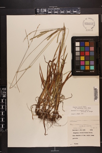 Paspalum setaceum var. muhlenbergii image