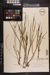 Paspalum setaceum var. setaceum image