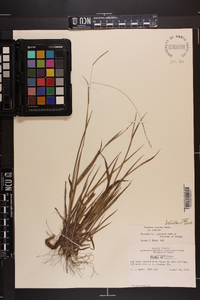 Paspalum setaceum var. setaceum image