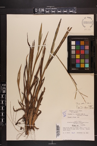 Paspalum setaceum var. setaceum image