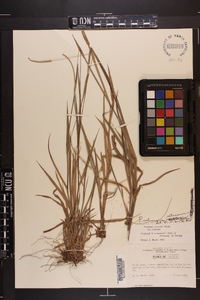 Paspalum setaceum var. setaceum image