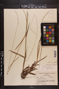 Paspalum setaceum var. setaceum image