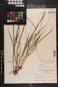 Paspalum setaceum var. setaceum image