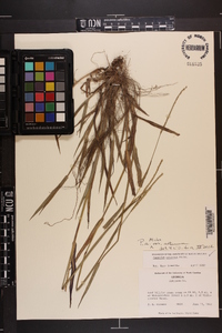 Paspalum setaceum var. setaceum image