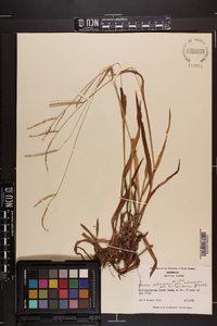 Paspalum setaceum var. setaceum image
