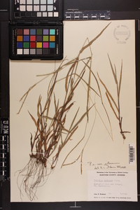 Paspalum setaceum var. setaceum image