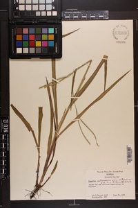 Paspalum setaceum var. setaceum image