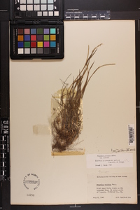 Paspalum setaceum var. setaceum image