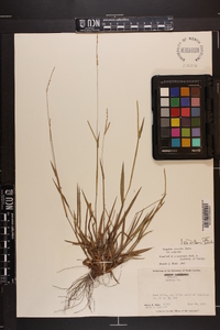 Paspalum setaceum var. setaceum image