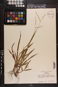 Paspalum setaceum var. setaceum image