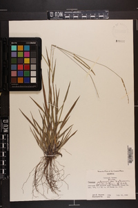 Paspalum setaceum var. setaceum image