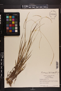 Paspalum setaceum var. setaceum image