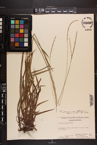 Paspalum setaceum var. setaceum image