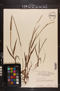 Paspalum setaceum var. setaceum image