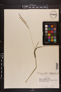 Paspalum setaceum var. setaceum image