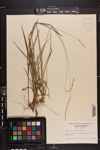 Paspalum setaceum var. setaceum image