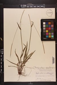 Paspalum setaceum var. setaceum image