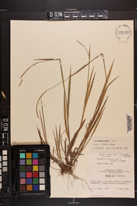 Paspalum setaceum var. setaceum image