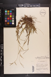 Paspalum setaceum var. supinum image