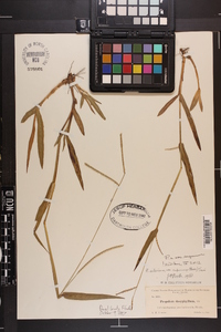 Paspalum setaceum var. supinum image