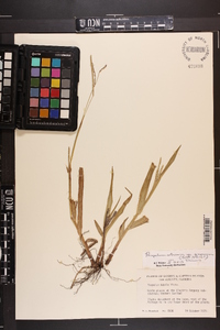 Paspalum setaceum var. supinum image