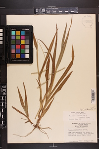 Paspalum setaceum var. supinum image