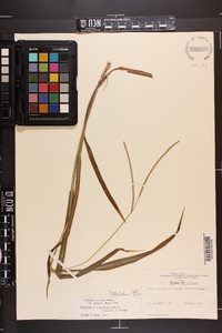 Paspalum setaceum var. supinum image