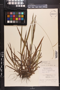 Paspalum setaceum var. supinum image