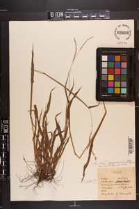 Paspalum setaceum var. stramineum image