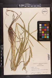 Paspalum urvillei image